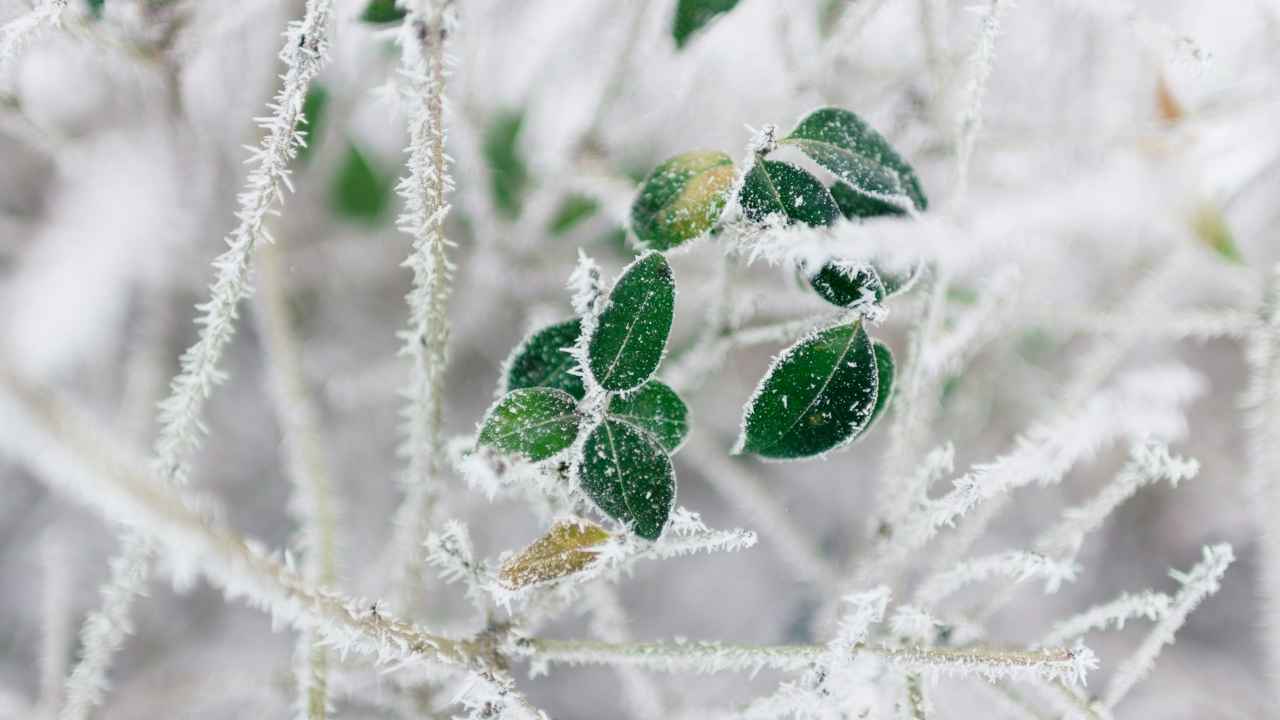 Чем отличается иней от измороси?