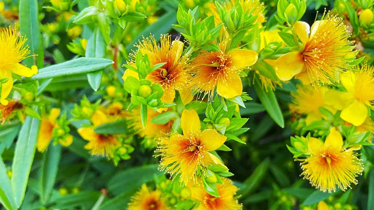 Чем отличается зверобой от чистотела?